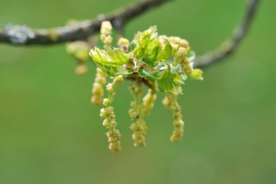 Quercus robur 'Argenteomarginata' - dub letní 'Argenteomarginata' - jarní pučení